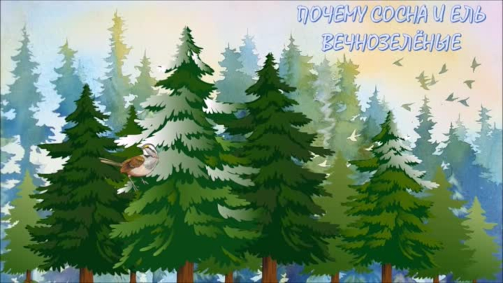 Почему сосна и ель вечно Почему сосна и ель вечно